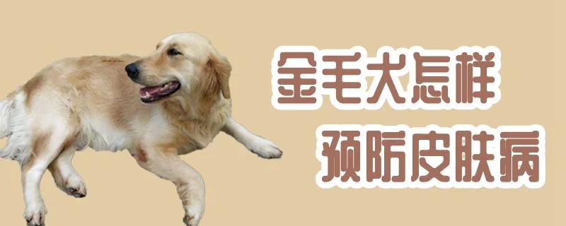 金毛犬怎樣預(yù)防皮膚病