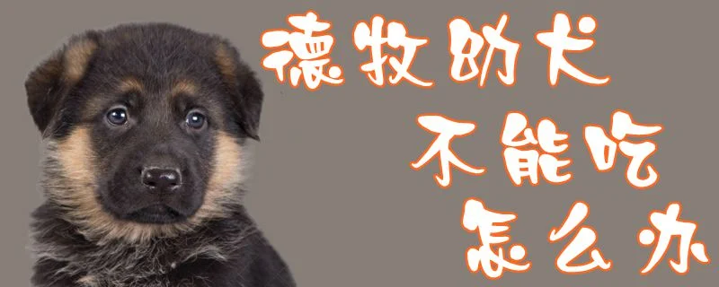 德牧幼犬不能吃怎么辦1