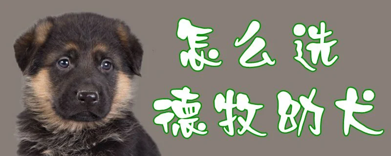 怎么選德牧幼犬1