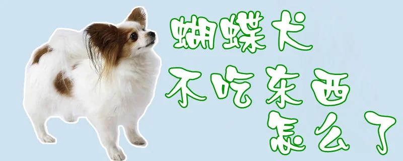 蝴蝶犬不吃東西怎么了