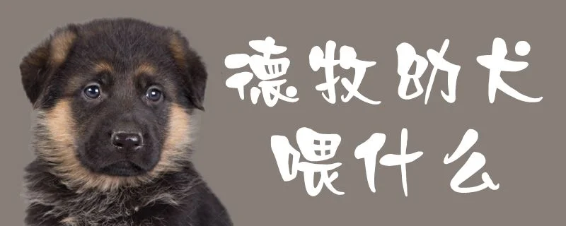 德牧幼犬喂什么1