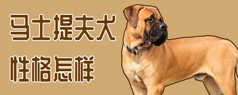 馬士提夫犬性格怎樣