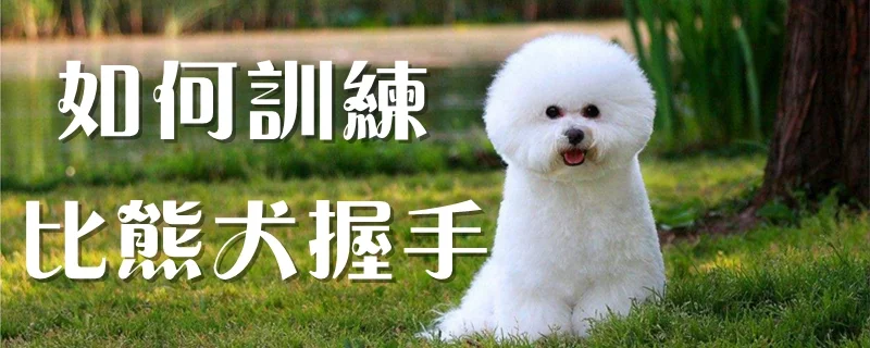 如何訓練比熊犬握手