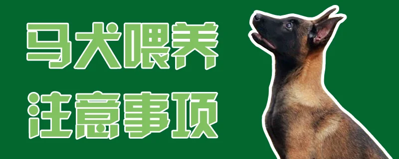 馬犬喂養注意事項