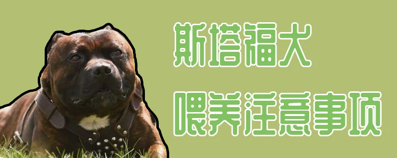 斯塔福犬喂養(yǎng)注意事項(xiàng)