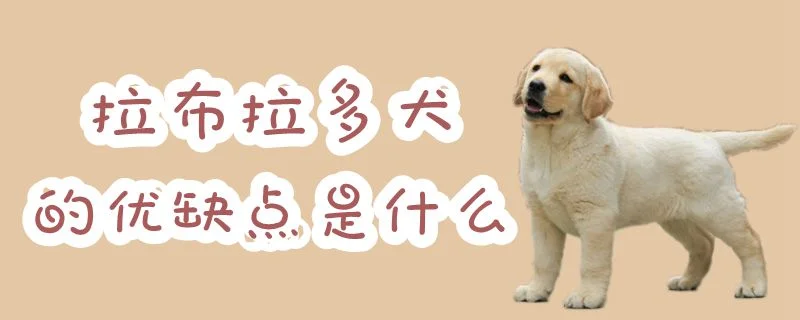 拉布拉多犬的優(yōu)缺點(diǎn)是什么