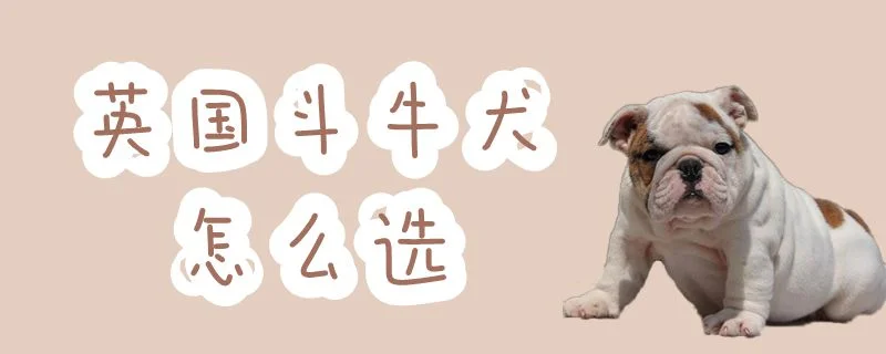 英國斗牛犬怎么選