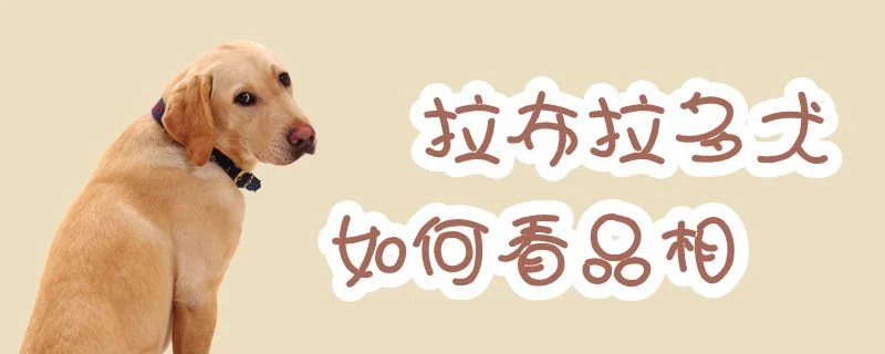 拉布拉多犬如何看品相