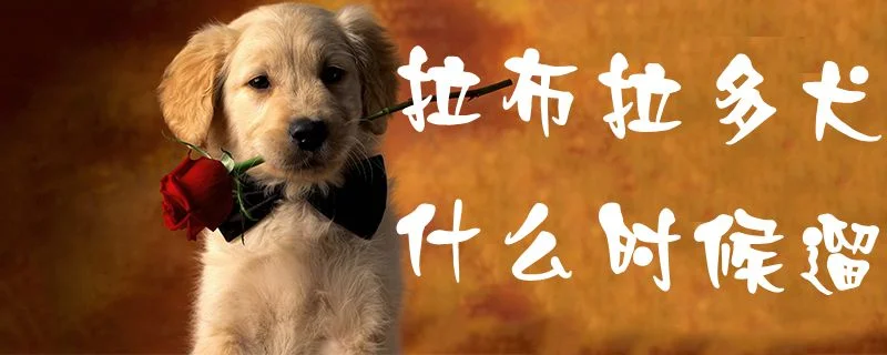 拉布拉多犬什么時候遛1