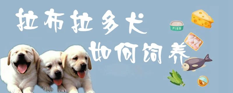 拉布拉多犬如何飼養(yǎng)1