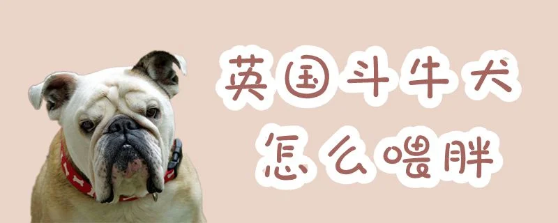 英國斗牛犬怎么喂胖