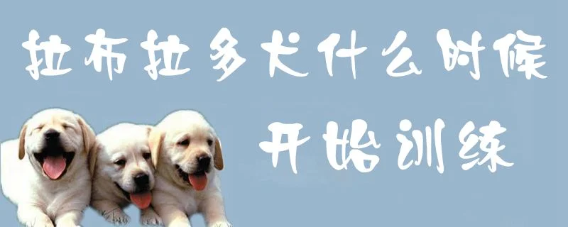 拉布拉多犬什么時候開始訓練1