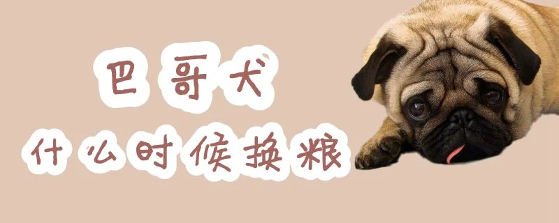 巴哥犬什么時候換糧