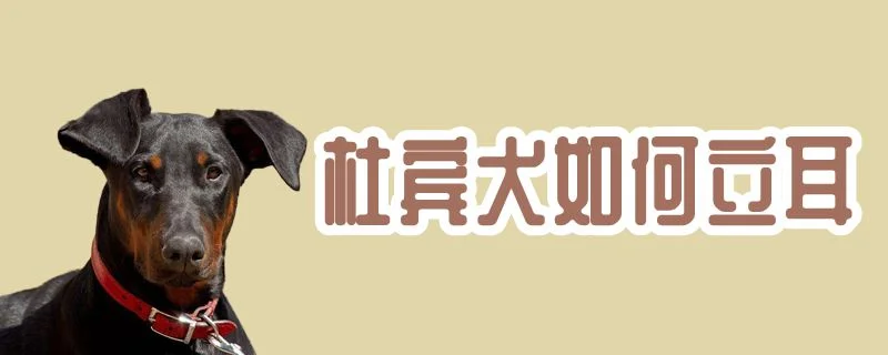 杜賓犬如何立耳