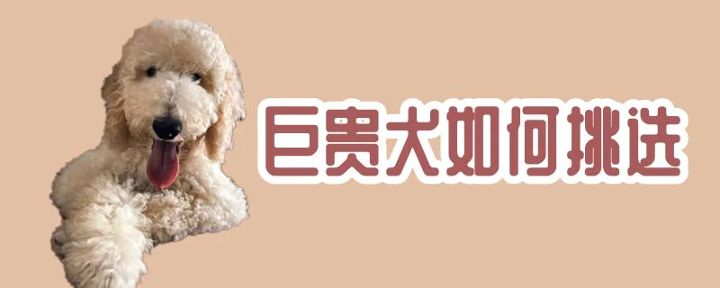 巨貴犬如何挑選