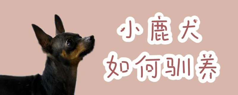 小鹿犬如何馴養(yǎng)