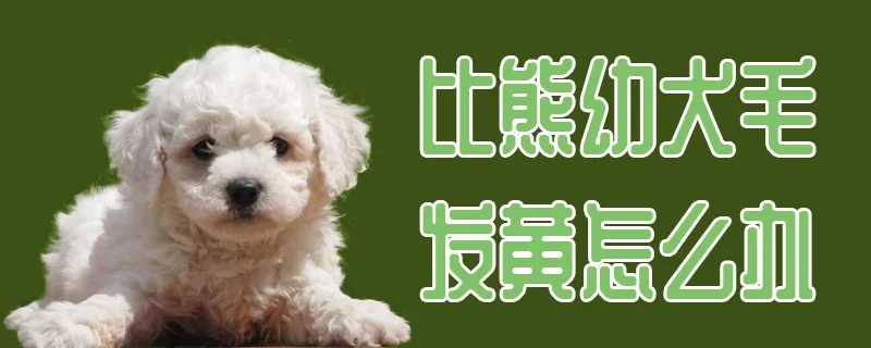 比熊幼犬毛發黃怎么辦