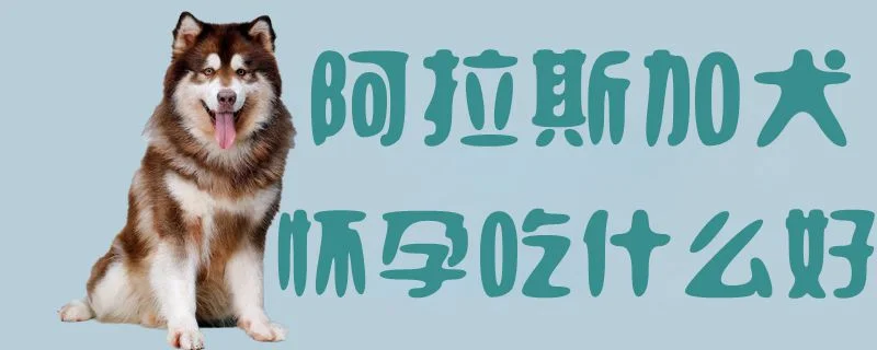 阿拉斯加犬懷孕吃什么好1