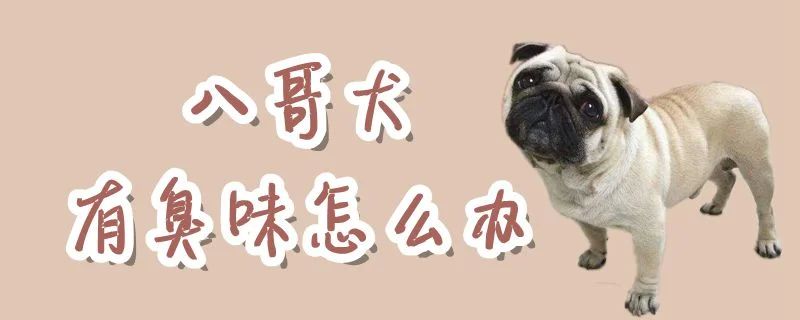 八哥犬有臭味怎么辦