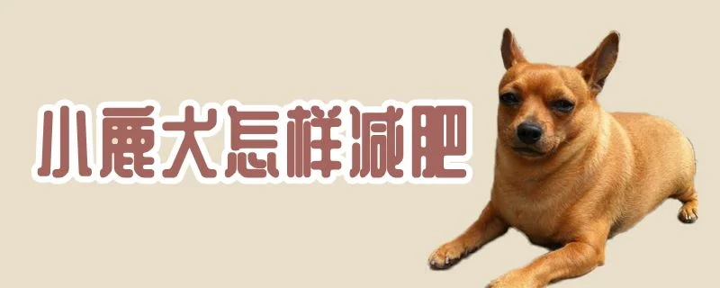 小鹿犬怎樣減肥