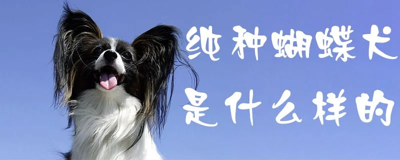 純種蝴蝶犬是什么樣的1