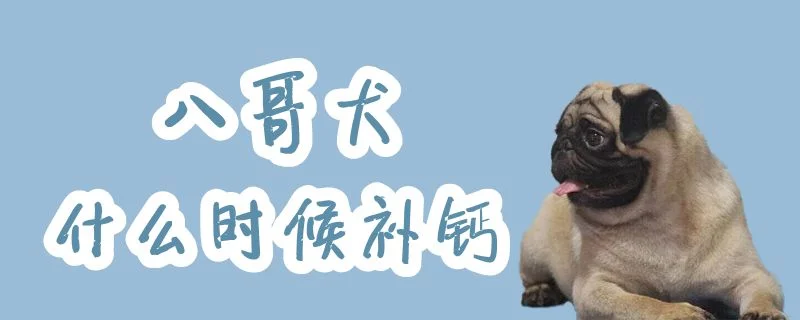 八哥犬什么時候補鈣