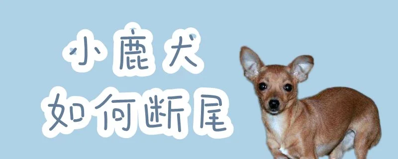 小鹿犬如何斷尾