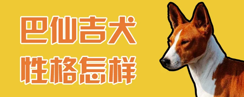 巴仙吉犬性格怎樣