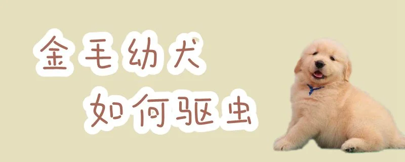 金毛幼犬如何驅蟲