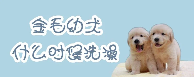 金毛幼犬什么時(shí)候洗澡