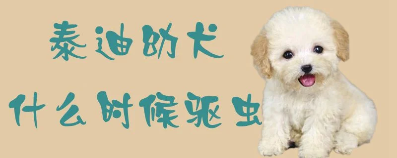 泰迪幼犬什么時候驅(qū)蟲1