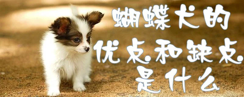 蝴蝶犬的優(yōu)點和缺點是什么1