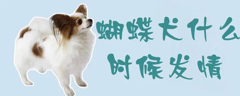 蝴蝶犬什么時候發情1