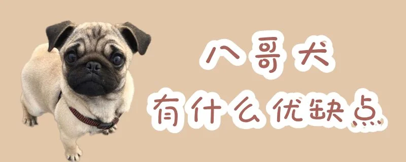 八哥犬有什么優缺點