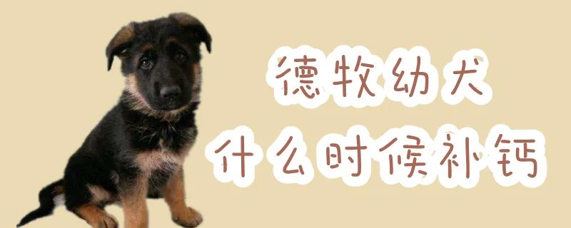 德牧幼犬什么時(shí)候補(bǔ)鈣