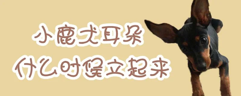 小鹿犬耳朵什么時候立起來