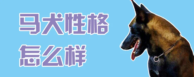 馬犬性格怎么樣