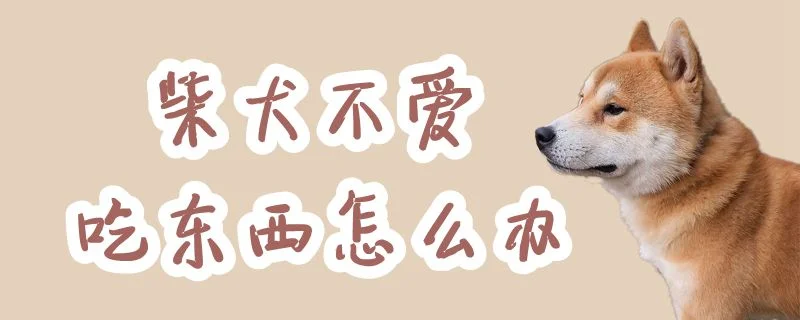 柴犬不愛吃東西怎么辦