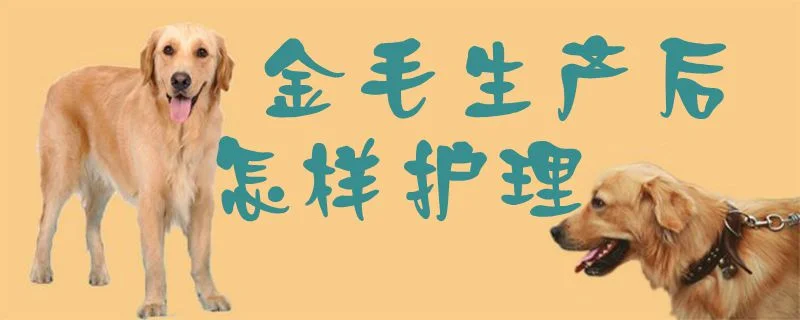 金毛生產(chǎn)后怎樣護(hù)理1