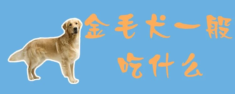 金毛犬一般吃什么1