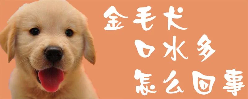 金毛犬口水多怎么回事1