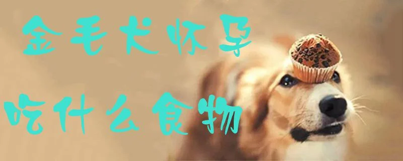 金毛犬懷孕吃什么食物1