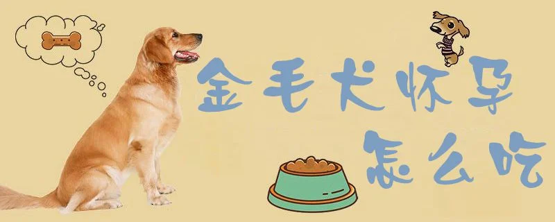 金毛犬懷孕怎么吃1