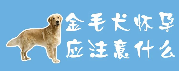 金毛犬懷孕應(yīng)注意什么1