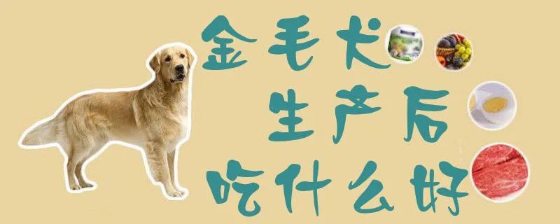 金毛犬生產后吃什么好