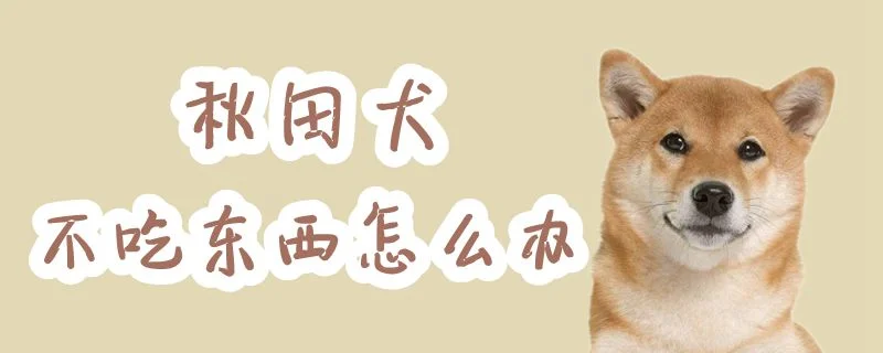 秋田犬不吃東西怎么辦