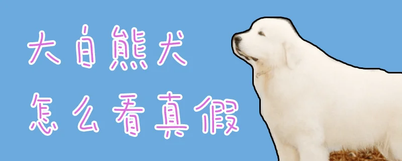 大白熊犬怎么看真假