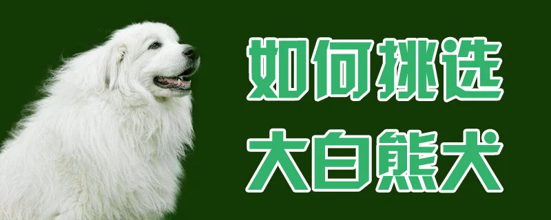 如何挑選大白熊犬