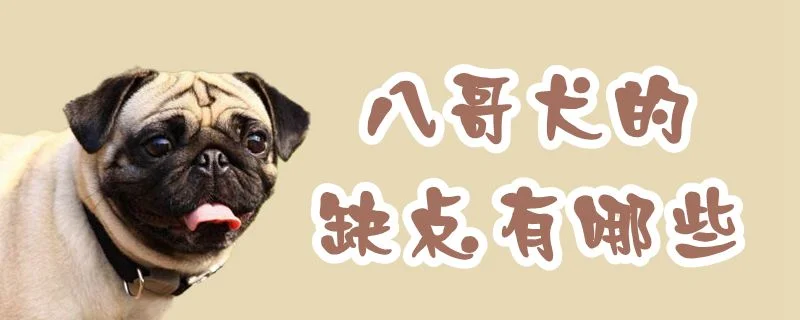 八哥犬的缺點有哪些