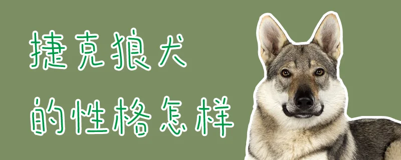 捷克狼犬的性格怎樣